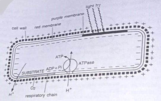 The relationship of proton transport to ATP formation in Halobacterium.
